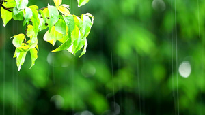 花园中的雨滴和模糊的绿色背景20秒视频