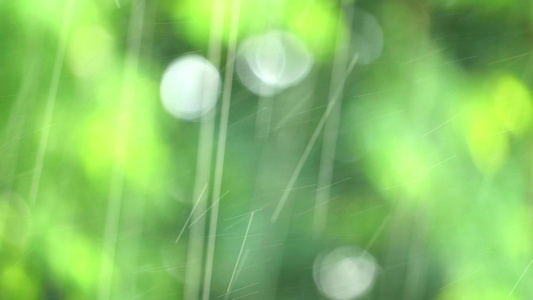 花园中的雨滴和模糊的绿叶随风而动视频