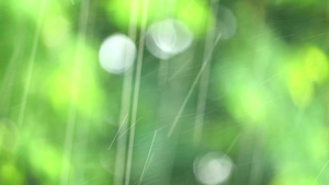 花园中的雨滴和模糊的绿叶21秒视频