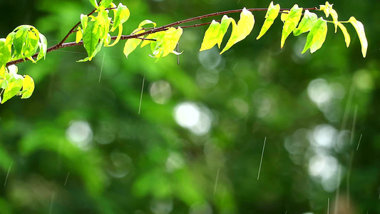 花园中的雨滴和模糊的绿色背景树枝在下午对叶子进行反射视频