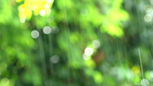 花园和绿叶的雨水模糊风向飘动视频