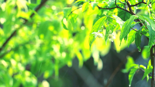 花园的雨滴落在花园中绿色背景模糊由风和阳光在下午对视频