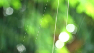 花园的雨滴落绿叶模糊风向飘动25秒视频