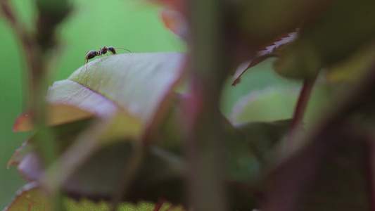 蚂蚁吃树叶视频