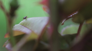蚂蚁食用叶叶215秒视频