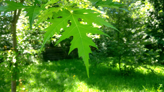 一棵青绿的树枝有大叶子在风中摇摆视频