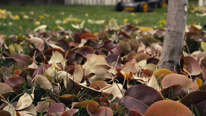 秋天黄树叶落下缓慢运动15秒视频