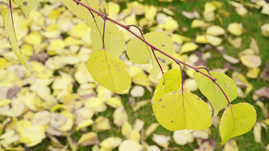 一棵树枝黄叶在秋天的风中飘动视频