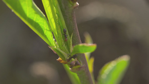 树叶上的蚂蚁318秒视频