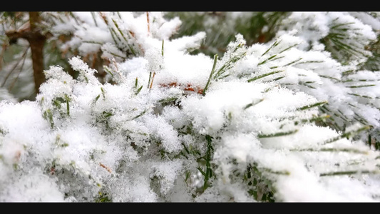 美丽的冬季景观在森林里公园里被雪覆盖的松枝高雪落在视频