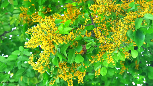 黄色花朵在花园中视频