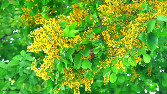 黄色花束花朵在花园中布满鲜花视频