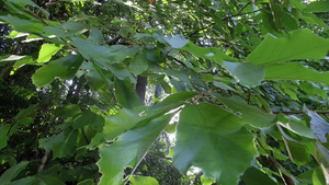 热带雨林有绿树和树叶14秒视频