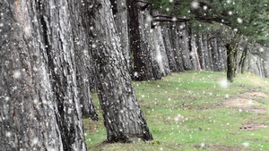 树林下雪背景14秒视频