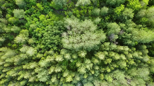 绿色森林空中最高风景混合林绿树视频