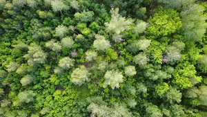 绿色森林空中最高风景混合林绿树26秒视频