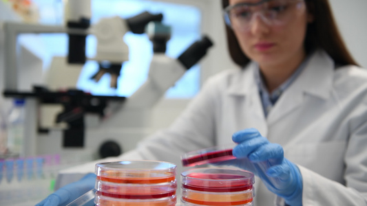 科学家在将培养皿中的微生物培养物置于实验室显微镜下之前对其进行检查视频