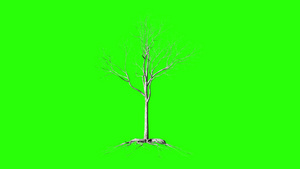 无叶树有根时间折叠生长绿色屏幕染色体21秒视频