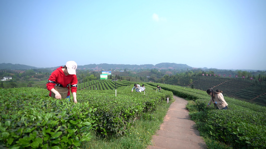 采茶采茶女茶篓绿茶茶叶实拍视频素材手工视频