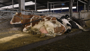 牧场奶牛躺着13秒视频