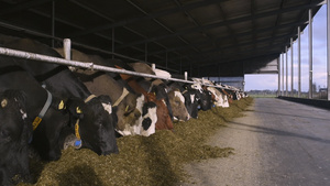 牧场奶牛吃12秒视频