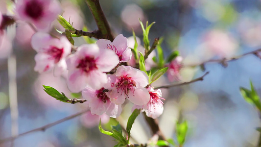 春天四花桃花视频