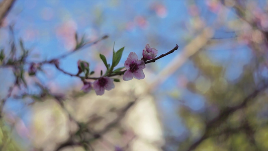 春天5的桃花视频