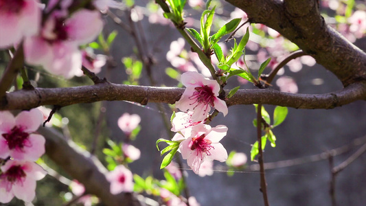 春天3的桃花视频