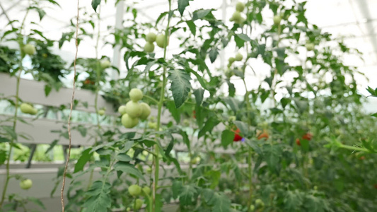 现代化的大棚蔬菜种植视频