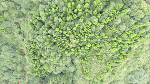 4K俯拍绿色森林15秒视频