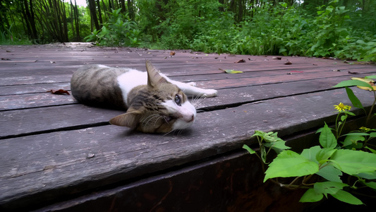 向一只猫移动躺在木桥上视频