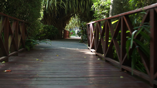 在棕榈枝之间横跨木桥视频