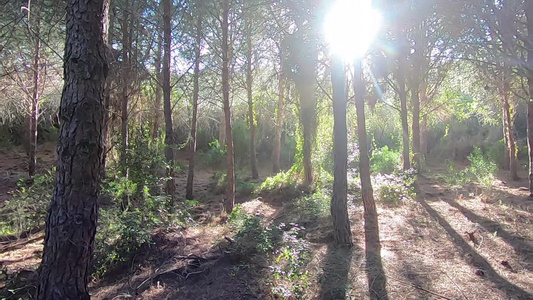 海边松林的全景慢动作阳光渗透树干营造出神奇的氛围视频