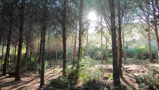海边松林的全景慢动作阳光渗透树干营造出神奇的氛围视频