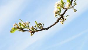 梨花蓝色天空上鲜花的树枝25秒视频