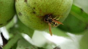 黄蜂在吃梨子35秒视频