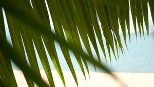 天堂岛热带沙滩绿色棕榈叶俯视海面软焦点模糊的自然抽象14秒视频
