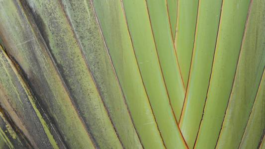 大棕榈树叶有交叉叶子的织地不很细大棕榈树绿色热带植物视频