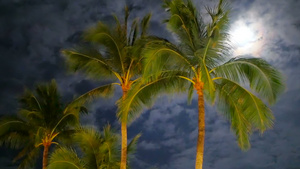 一棵金绿色的椰子椰枣树在风中挥舞枝16秒视频