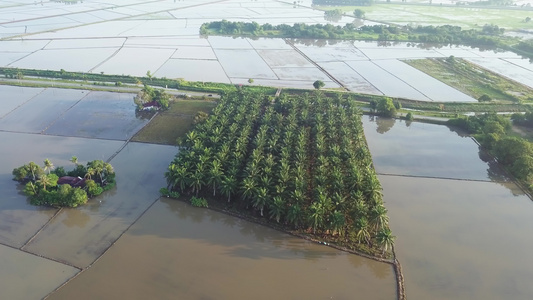 跟踪洪水稻田油棕榈地的空中观察视频
