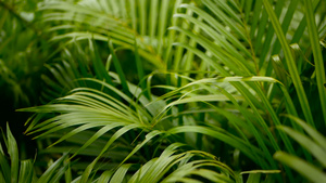 模糊的热带青绿棕榈叶阳光照亮自然背景17秒视频