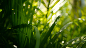 模糊的热带青绿棕榈叶阳光照亮自然背景11秒视频