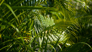 模糊的热带青绿棕榈叶阳光照亮自然19秒视频