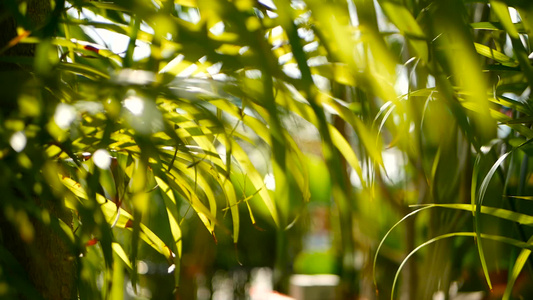 模糊的热带青绿棕榈叶阳光照亮自然背景抽象布基带bokeh视频