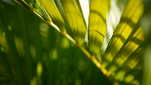 模糊的热带青绿棕榈叶阳光照亮自然背景17秒视频