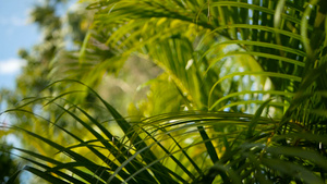 模糊的热带青绿棕榈叶阳光照亮自然背景抽象布基带bokeh21秒视频