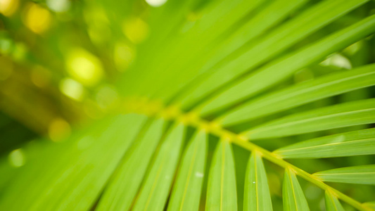 模糊的热带青绿棕榈叶阳光照亮自然背景抽象布基带bokeh视频