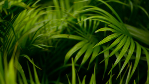 模糊的热带青绿棕榈叶阳光照亮自然背景9秒视频