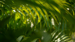 模糊的热带青绿棕榈叶19秒视频