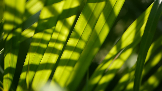 模糊的热带青绿棕榈叶阳光照亮自然背景抽象布基带bokeh视频